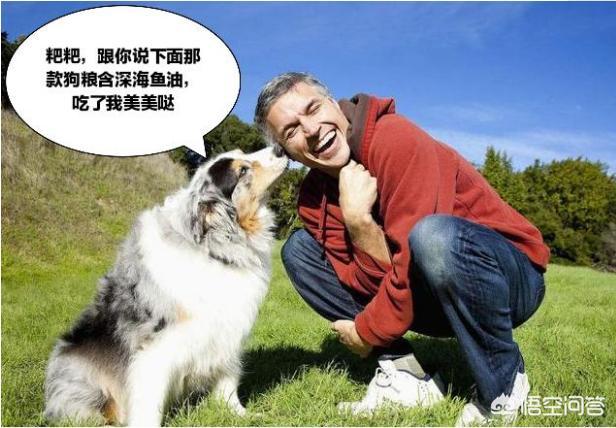 中国牧羊犬最贵的:有人说国内养边牧的人少，是这样吗？你怎么看？