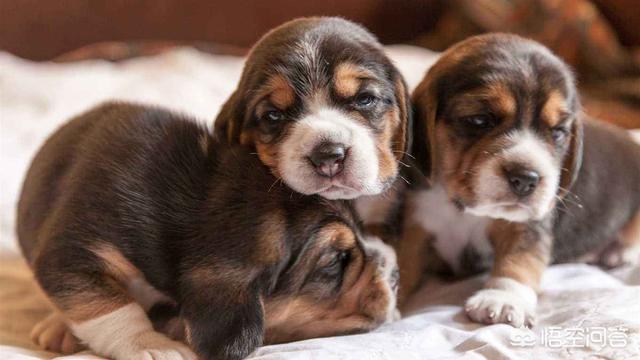 玉山比格犬论坛:比格狗狗的毛发怎样做才能发亮？