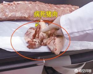 温氏死猪肉:在农村集市上购买猪肉，如何分辨鲜猪肉和死猪肉呢？