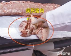 上海人吃死猪肉:吃死猪肉会有什么不良反应 在农村集市上购买猪肉，如何分辨鲜猪肉和死猪肉呢？