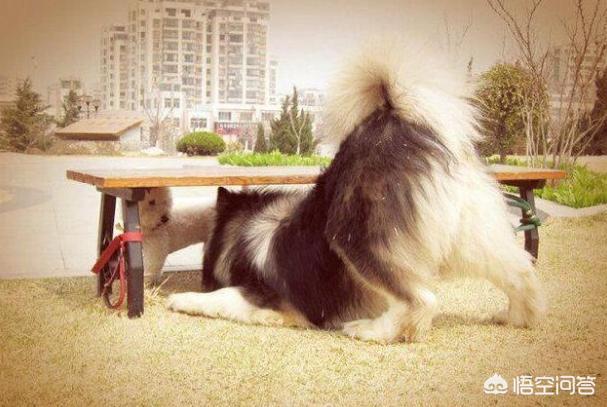 阿拉斯加犬性格太温顺了:阿拉斯加好养吗？适合女生养吗？