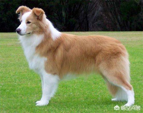 边牧犬图片:如何从边牧的睡觉姿势看出对主人的信任程度？ 边牧犬图片 幼犬