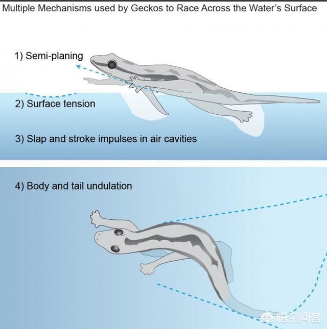 草蜥和壁虎的区别:壁虎有许多“超能力”，它又是如何修炼“轻功水上漂”的？