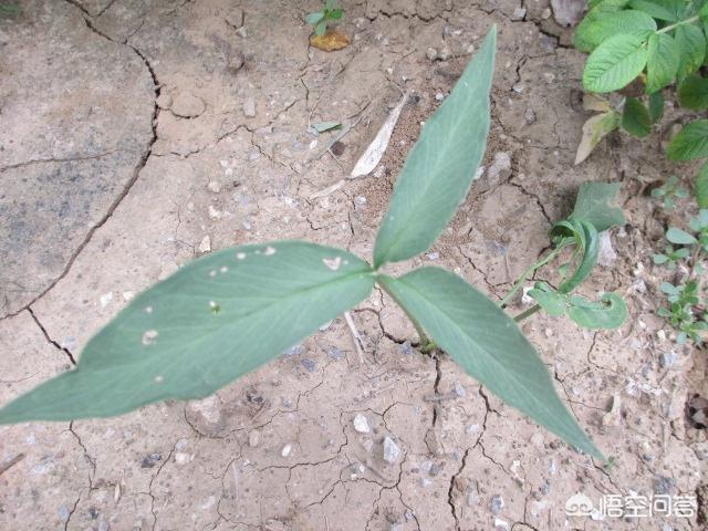 野生香水草的功效:农民在野外干活受伤流血，用什么植物止血效果最好？