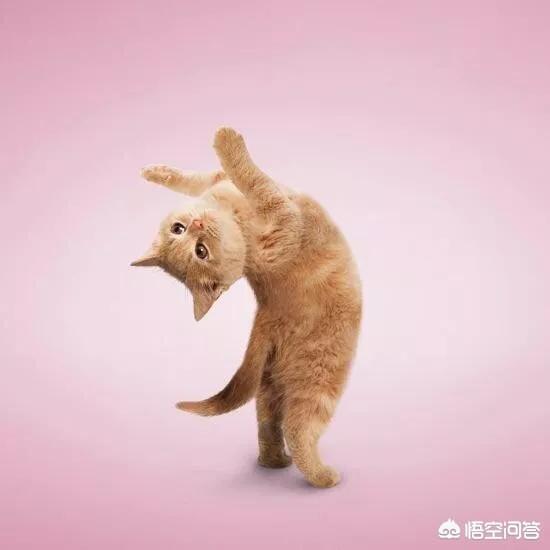 为什么日本的明治维新成功了，而中国的洋务运动却失败了？
？