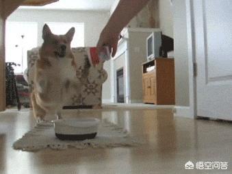 如何训练柯基幼犬:柯基犬几个月才能过尴尬期，日常饲养需要注意这2点？