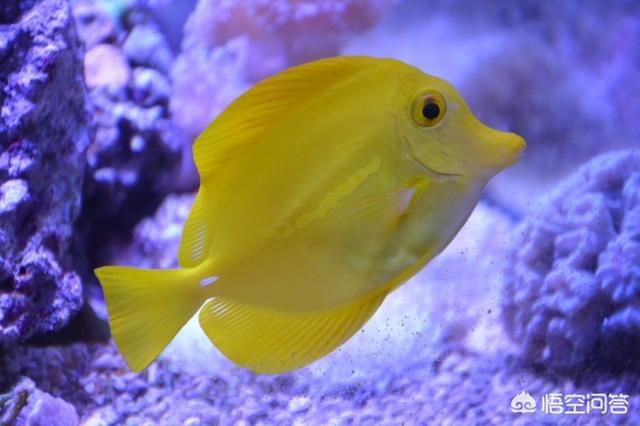 观赏水族疾病防治学:早春家鱼养殖疾病多发如何预防？