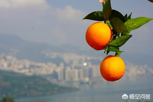 孕妇吃橘子会得黄疸吗，孕期吃橘子多宝宝会有黄疸吗？