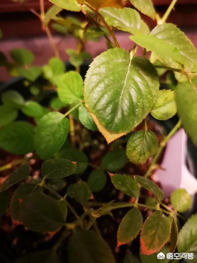 头条问答 - 有的月季的叶子尖部出现了干枯的情况,这是为什么?