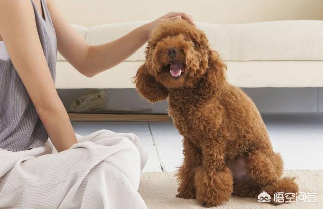 狗狗罚站视频:宠物生气的时候是什么样子？