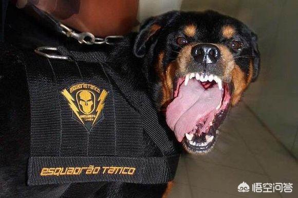 罗威那犬:饲养罗威纳犬有什么好处与坏处？