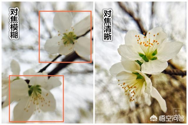 手机怎么拍出又清晰又美观的照片(手机照片变清晰的软件吗)