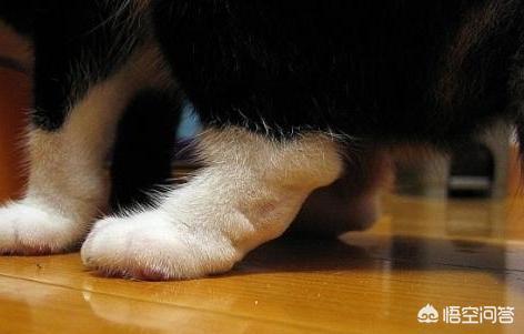 银折耳猫为什么不能养:折耳猫真的活不过两年吗？