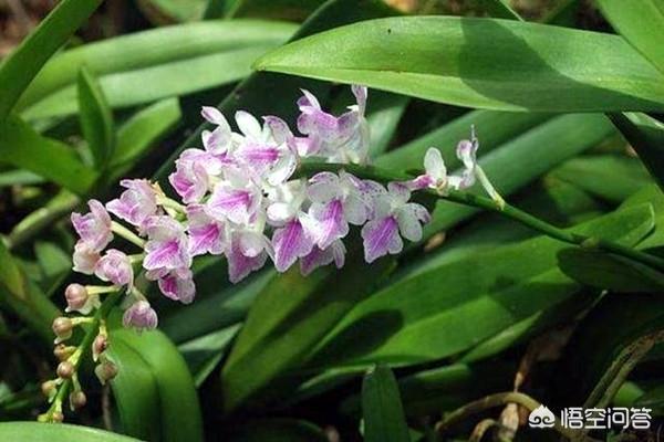 多花指甲兰价位:种植指甲兰需要注意什么？指甲兰有什么作用？
