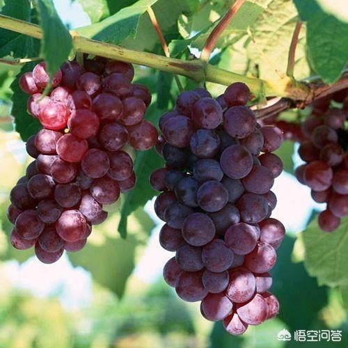 红乳葡萄种植视频:农广天地葡萄种植视频 红乳葡萄如何种植？红乳葡萄种植技术？