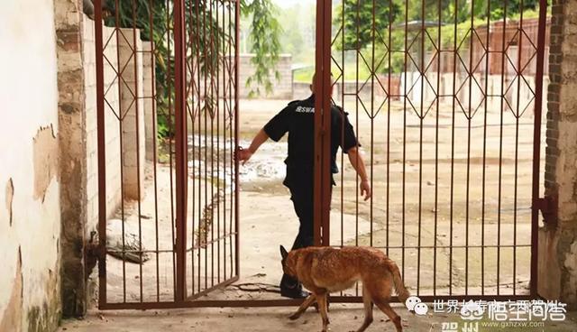 南昌巨贵犬舍:一般警犬都是怎么炼成的？ 北京巨贵犬舍