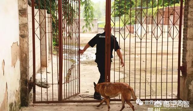 南昌警犬基地:曾春亮是不是根本没有上山，摩托车是从何而来的呢？