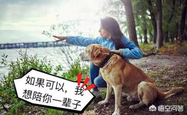 边境牧羊犬视频:边境牧羊犬临终前会有哪些特征？