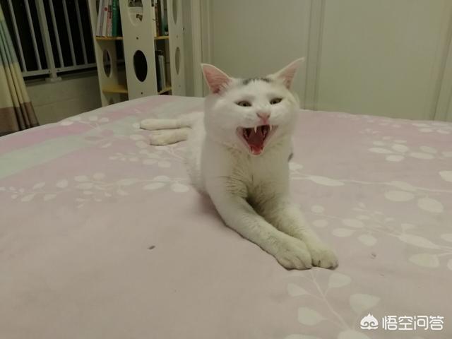 西伯利亚森林猫的颜色:为何有些动物的毛色总是背上颜色最深，延伸至腹部慢慢变浅？