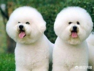 最可爱的博美犬视频:博美犬有什么缺陷？饲养时要注意什么？