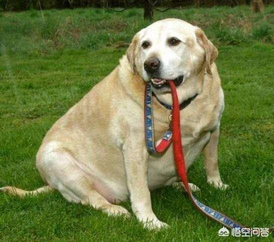 圣伯纳德犬运动量大吗:拉布拉多一条需要多少运动量？