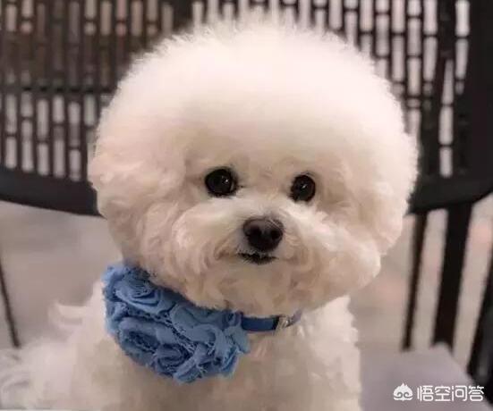 可爱的比熊犬图片:比熊犬怎么才能变温顺，该不该绝育？