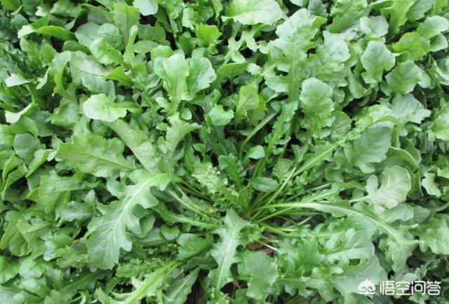 荠菜是一种高纤维、高收益的野菜,该如何栽培？