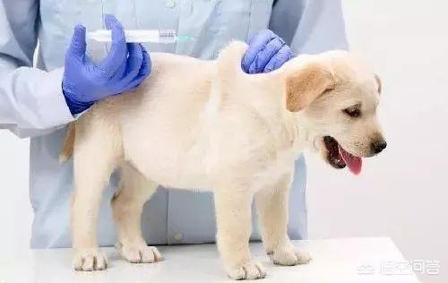 罗威纳幼犬到家:狗狗刚到家，应该怎么饲养？