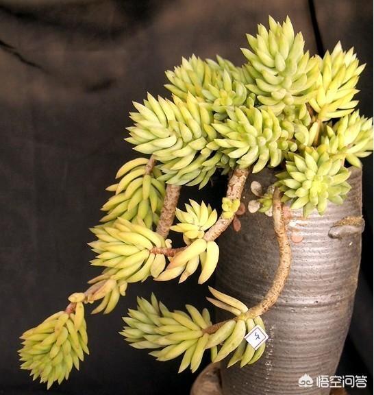 千佛手:多肉千佛手什么季节砍头比较好？
