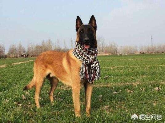比利时马犬饲养:马犬凶吗？两岁的马犬养育的时候要注意什么？