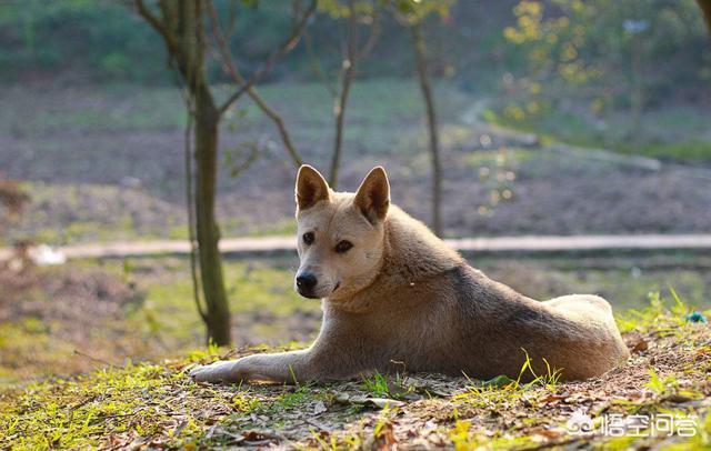 东非猎犬厂家:如果带土狗去宠物店做造型会被拒绝吗？