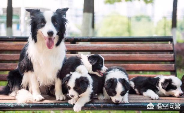 边境牧羊犬的价格下降了:饲养边境牧羊犬的你后悔了吗，为什么？