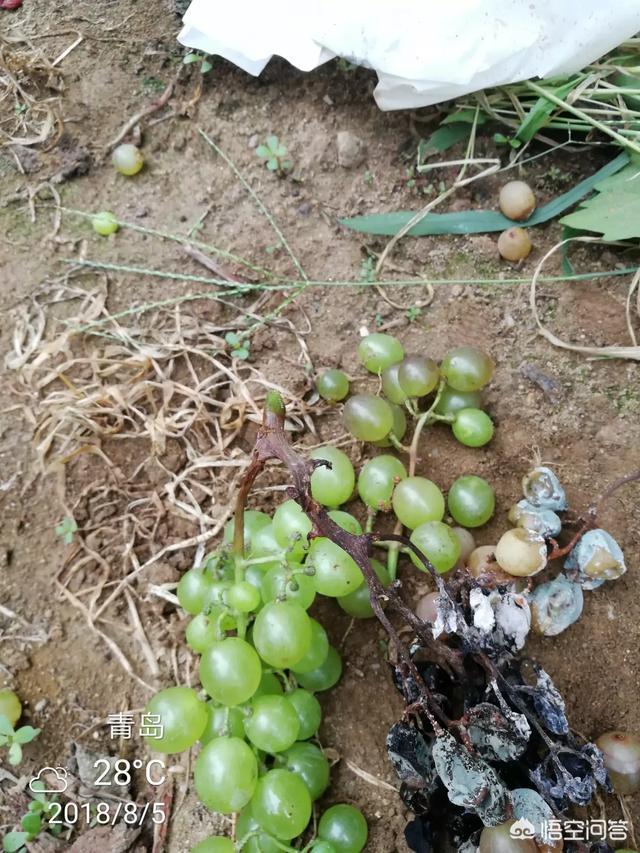 红乳葡萄种植视频:在大棚中，怎样种植好红宝石葡萄？有哪些技巧？