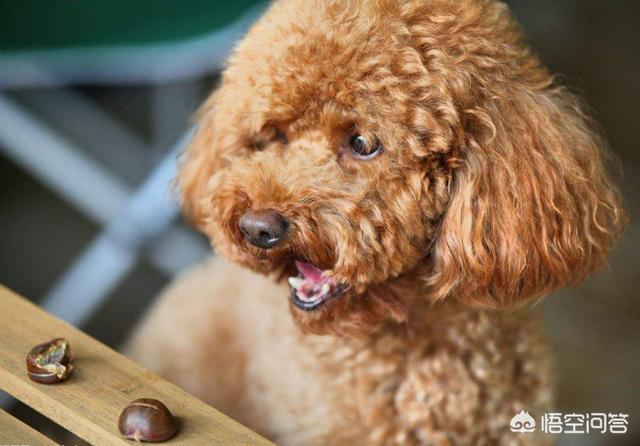 有杀泰迪吧吗:泰迪犬的哪些部位是不能够随便打的？ 打了泰迪后记仇吗