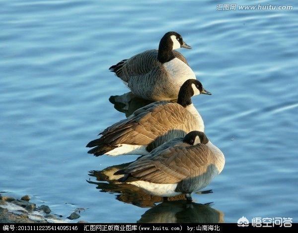 南飞的候鸟有哪些:在冬天，大雁为什么往南飞？