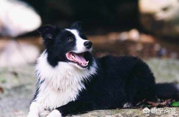 边境牧羊犬性格特点优缺点:饲养边境牧羊犬的你后悔了吗，为什么？