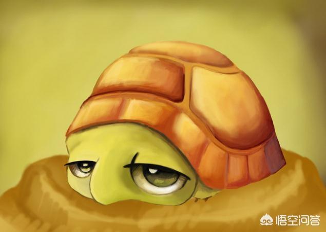 乌龟冬眠:天冷了，乌龟会怎么过冬？