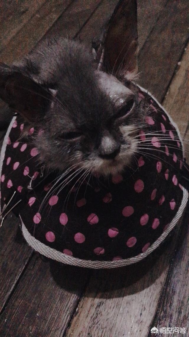 猫癣麻辣洗多久洗一次:猫藓洗药浴几次能好，猫咪猫癣要洗很多次药浴吗？