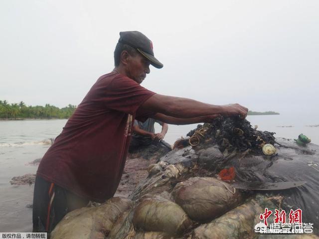 江苏盐城抹香鲸的图片:作为海洋中的王者，塑料垃圾对鲸鱼有怎样的危害？