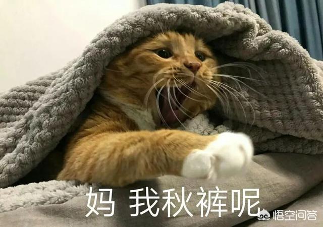 冬天养猫注意事项:冬天到底要不要给猫咪穿衣服？