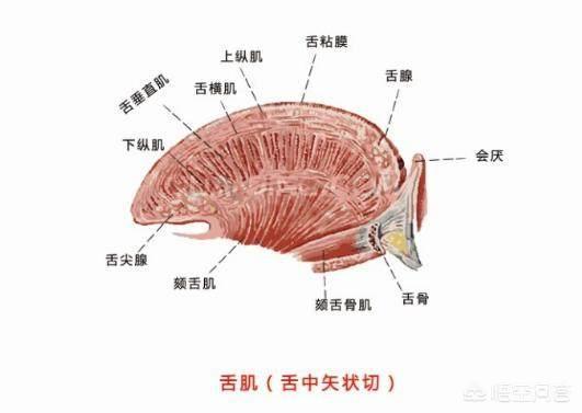 腭裂宝宝中耳炎怎么办:新生儿喉部腭裂，这个病严重吗？该怎么治？