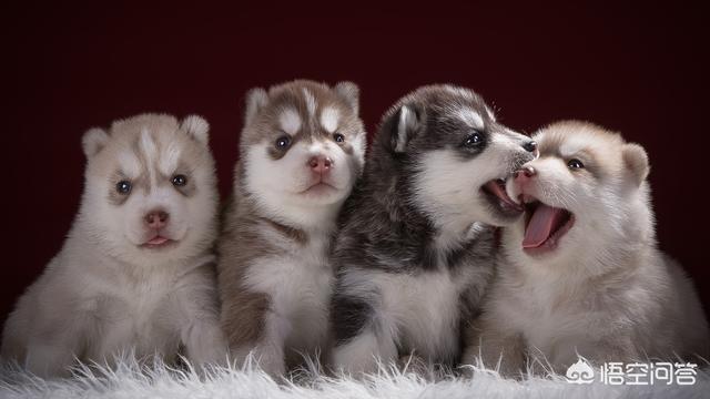 狗零食幼犬:两个月小狗能吃零食吗小饼干之类的？