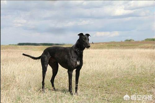 格力犬吧:3个月格力犬不吃食是怎么了，格力犬夏天不怎么吃食怎么办？