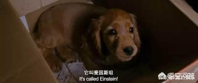 黄诗佳:电影《狗十三》中，有哪些细思极恐的细节？