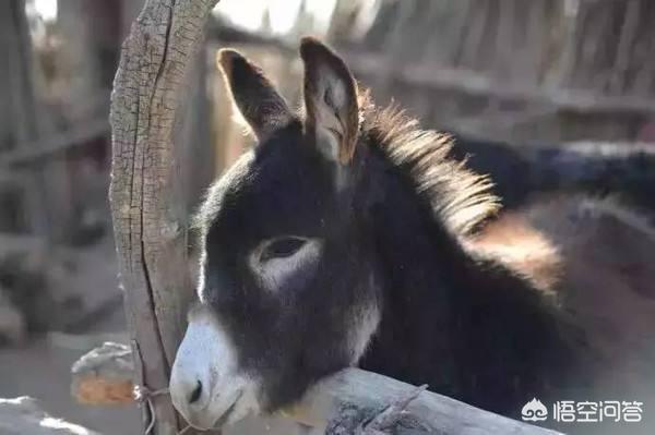 禁菜烹饪手法究竟有多残忍，中国历史上的禁菜有哪些你如何评价