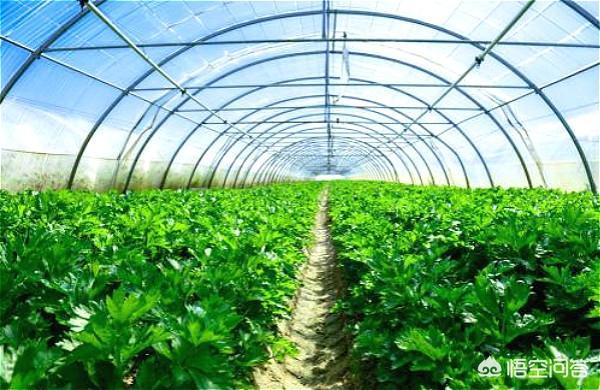 如何高效 彻底消灭大棚内的地下害虫 头条问答