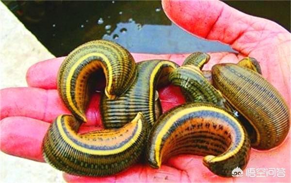 水蛭吸食带有癌细胞的血液会患上癌症吗?为什么?