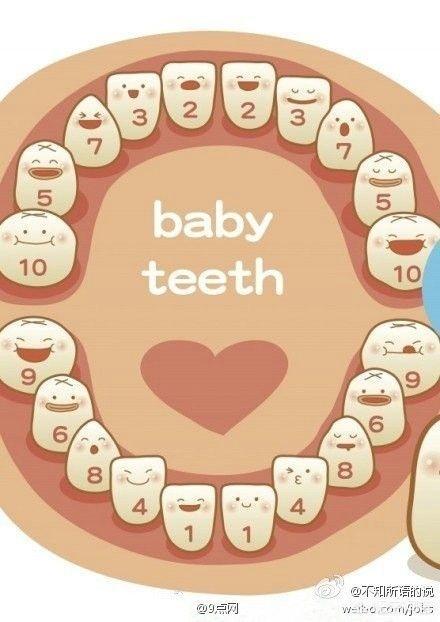 牙齿对应的亲人图血缘关系的亲戚到第几辈就断了呢