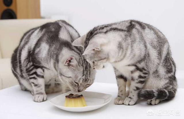 墙壁猫爬架:如何让猫咪拥有一身漂亮毛发？
