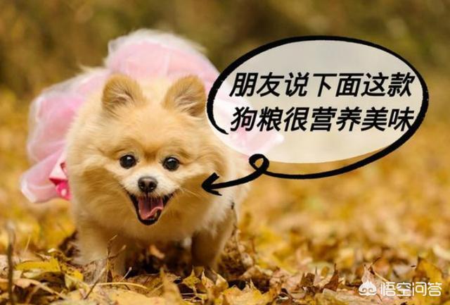 不是纯种博美犬怎么养:博美犬是不是人人都可以养的呢？